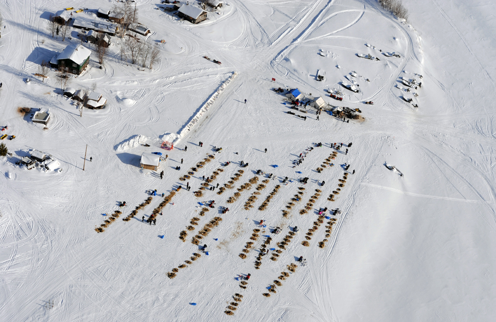 гонка на собачьих упряжках