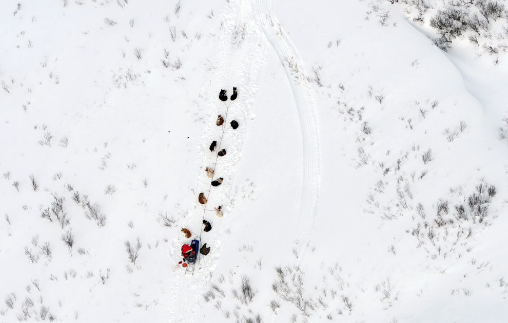 гонка на собачьих упряжках