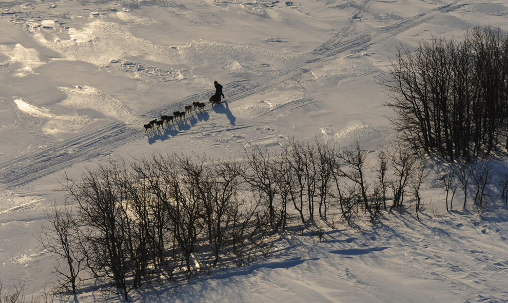 гонка на собачьих упряжках