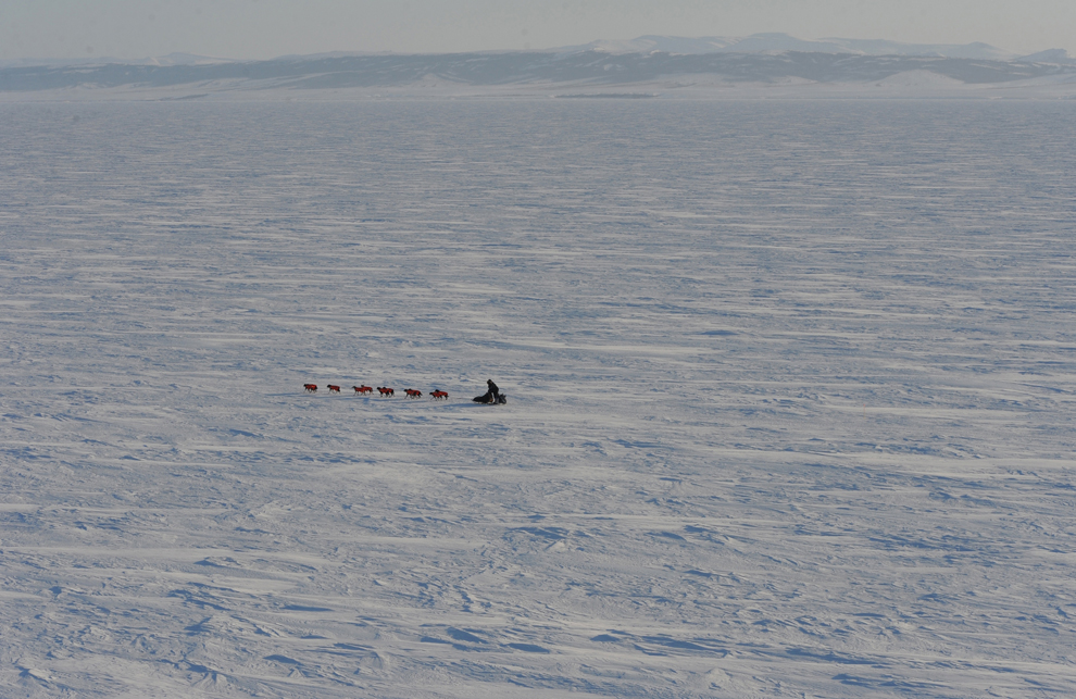 гонка на собачьих упряжках