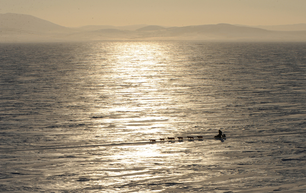 гонка на собачьих упряжках
