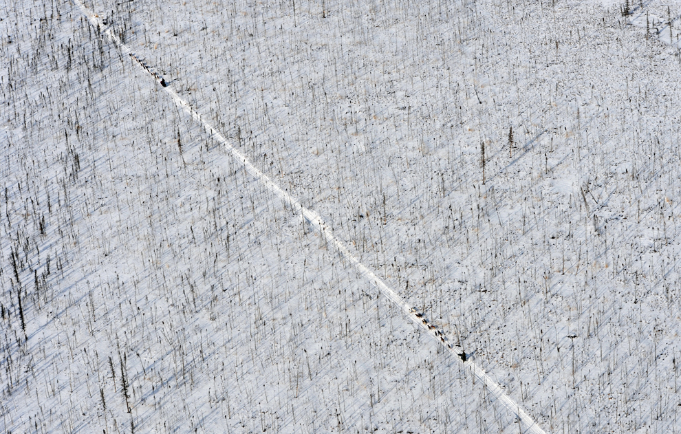 гонка на собачьих упряжках