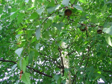 Могила Александра Бшлачёва