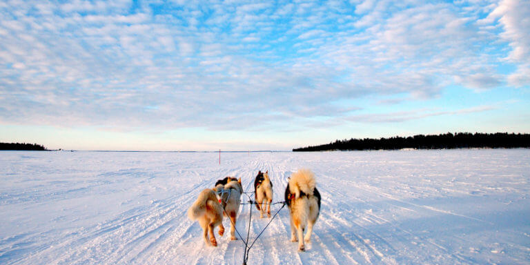 Сибирские хаски — рабочие собаки тундры