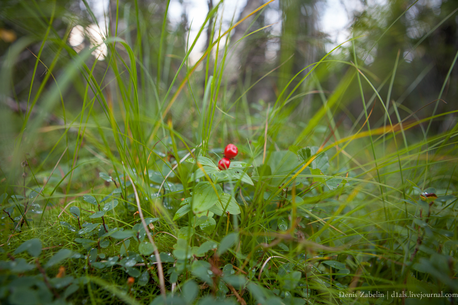 Печорский ТрактЪ 2013 — день десятый