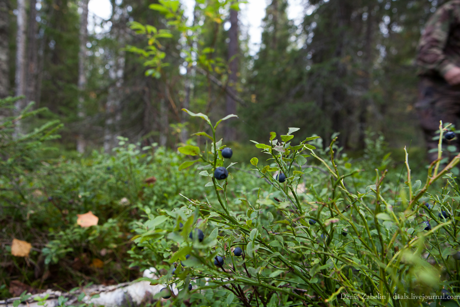 Печорский ТрактЪ 2013 — день пятнадцатый