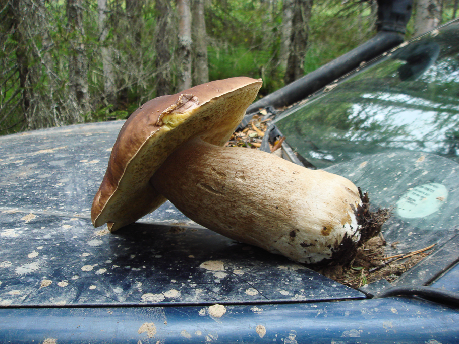 Печорский ТрактЪ 2013 — день пятнадцатый