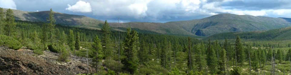 solncepad ot zolotokana