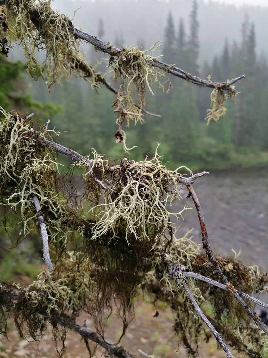Тайга на берегах реки Лена